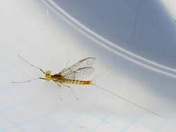 Image of Stenacron Mayfly