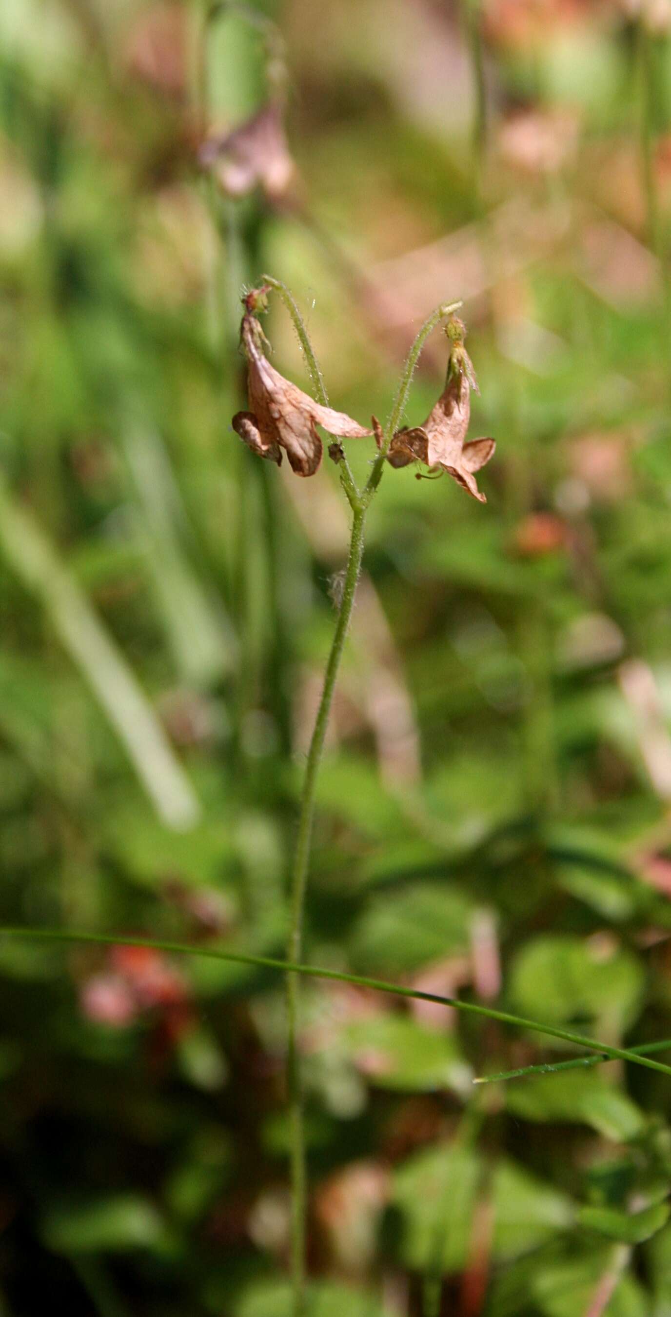 Image of Twinflower