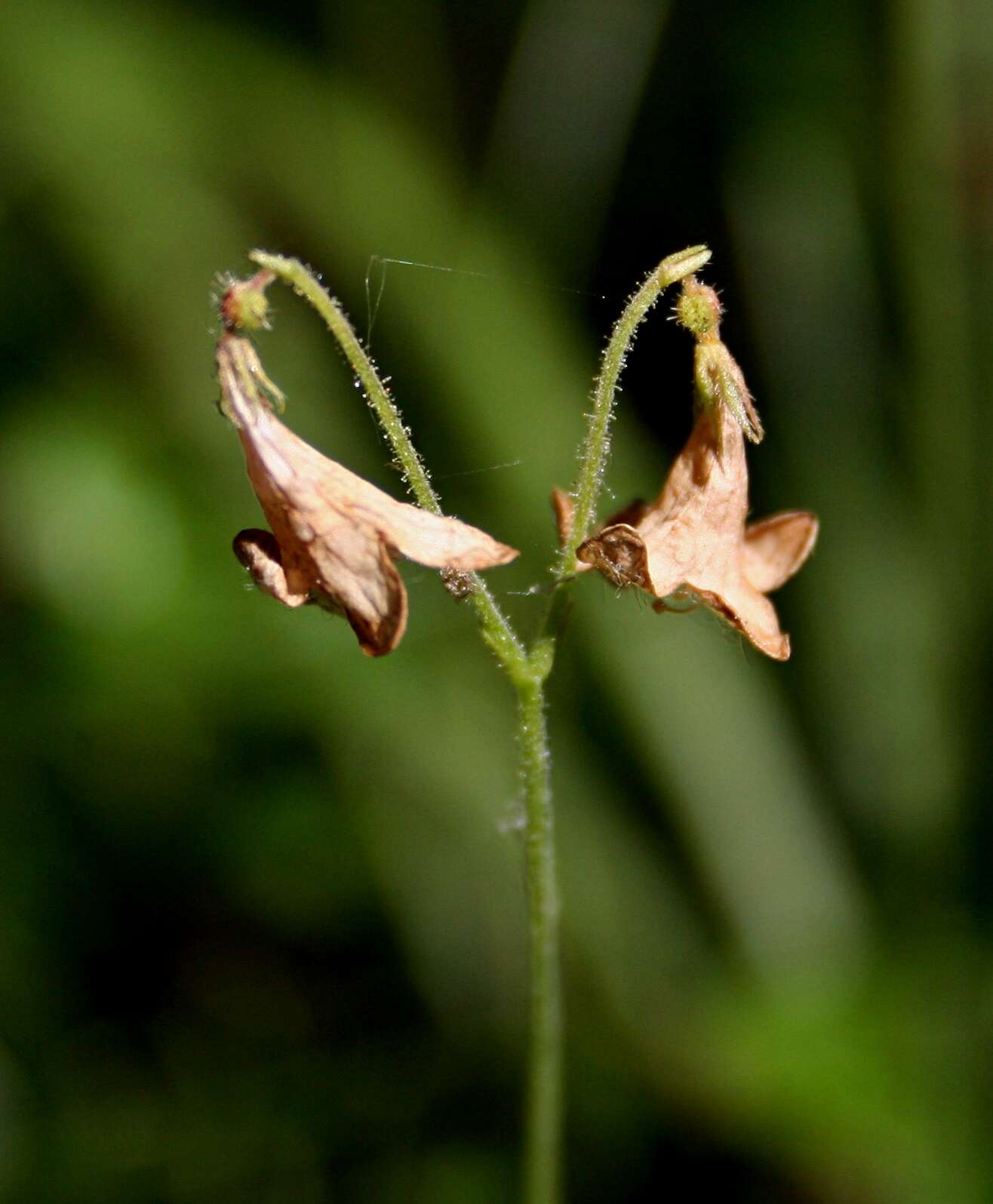 Image of Twinflower