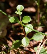 Image of Twinflower