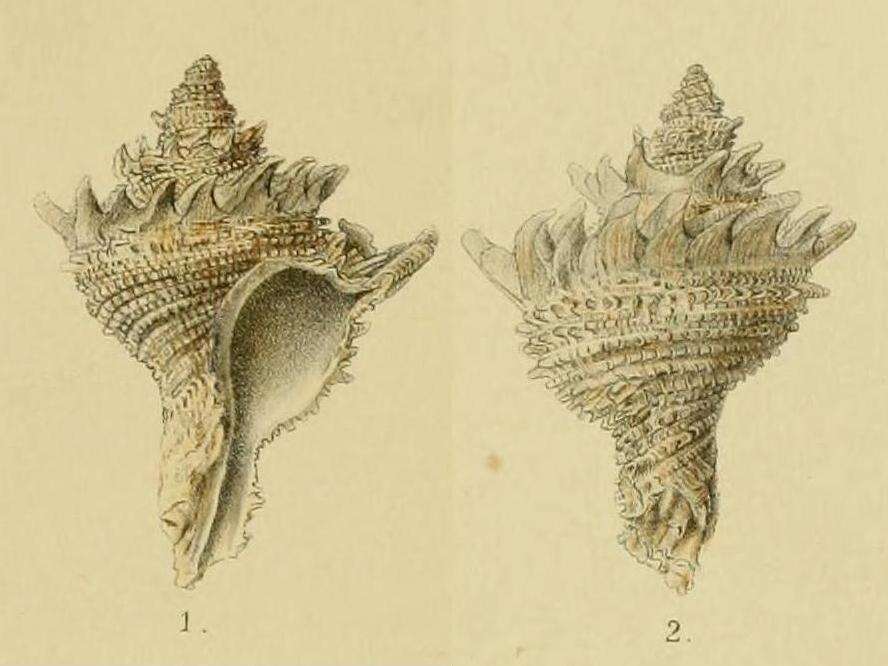 Image of Babelomurex lischkeanus (Dunker 1882)