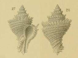 Image of Babelomurex lischkeanus (Dunker 1882)