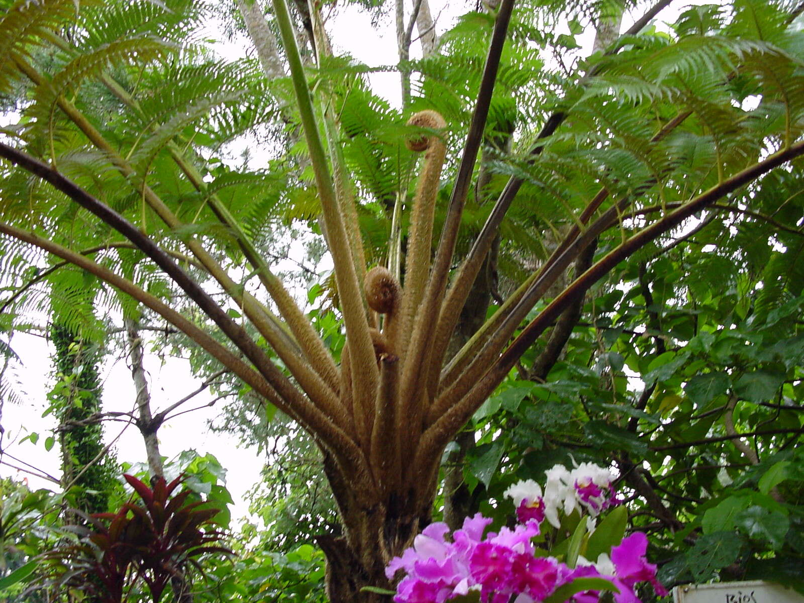 Image of Tree Fern Flying Spider-monkey