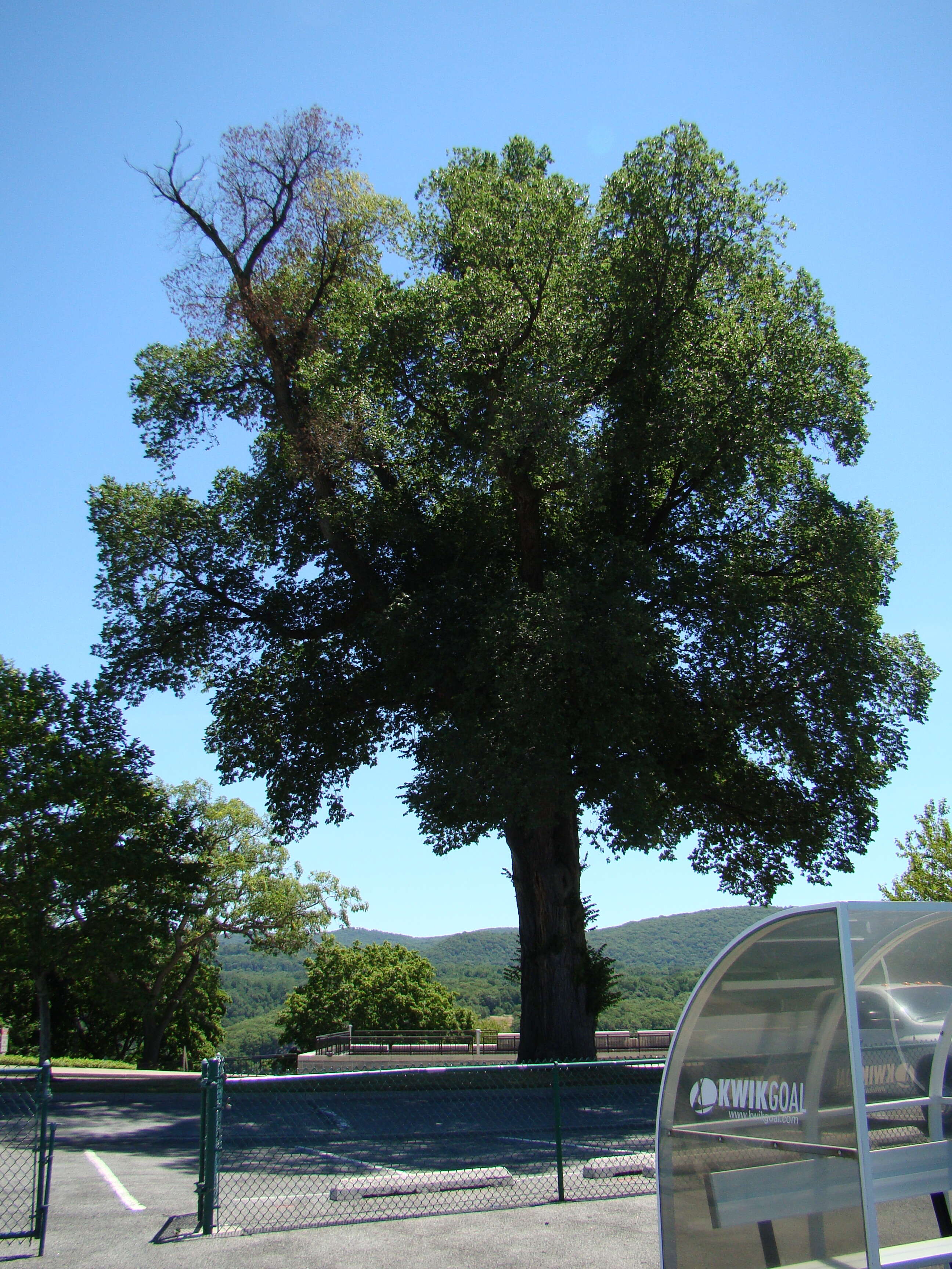 Ulmus procera Salisb.的圖片