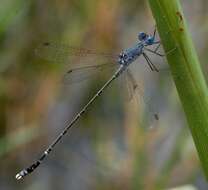 Image de Lestes praemorsus Hagen ex Selys 1862