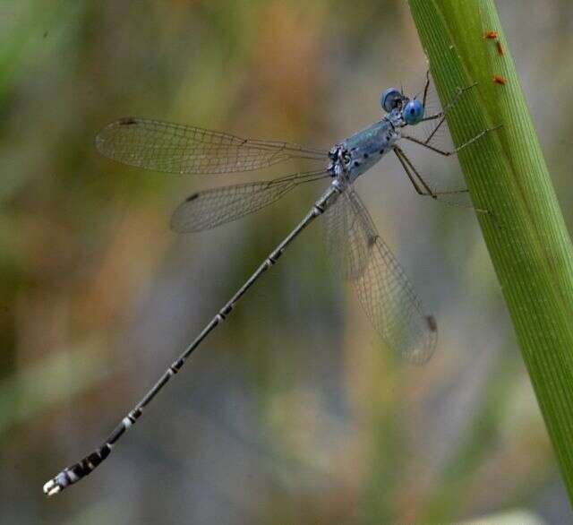 Image de Lestes praemorsus Hagen ex Selys 1862