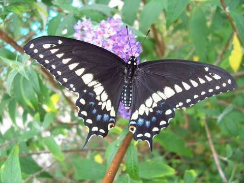 Image of Black Swallowtail