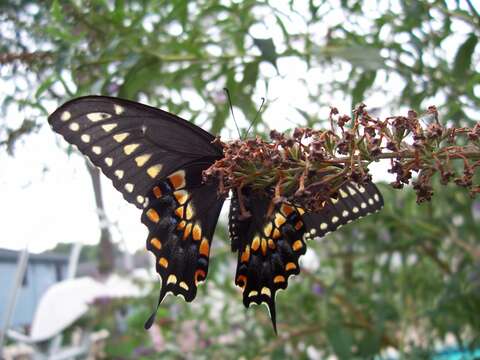 Image of Black Swallowtail