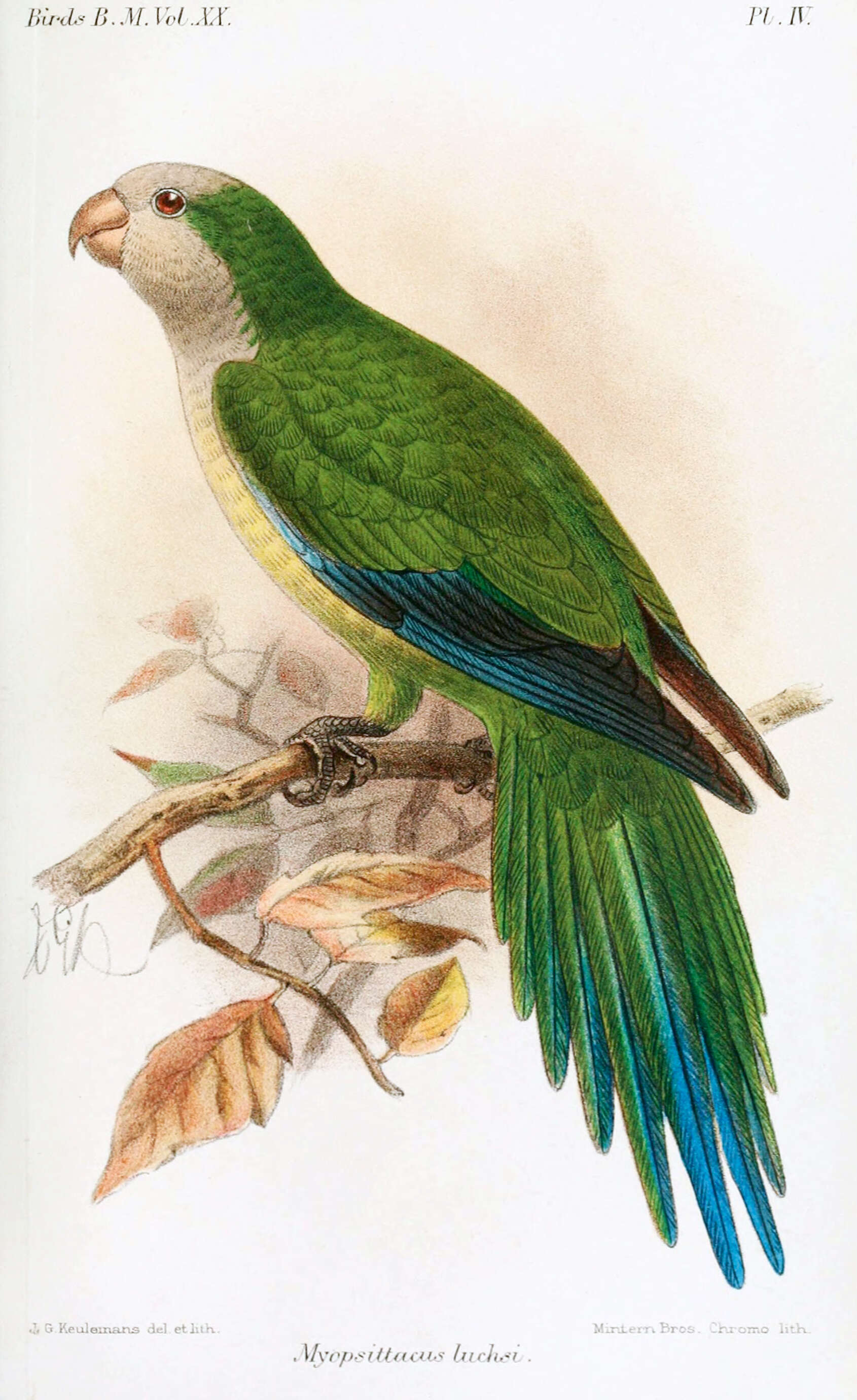 صورة Myiopsitta luchsi (Finsch 1868)