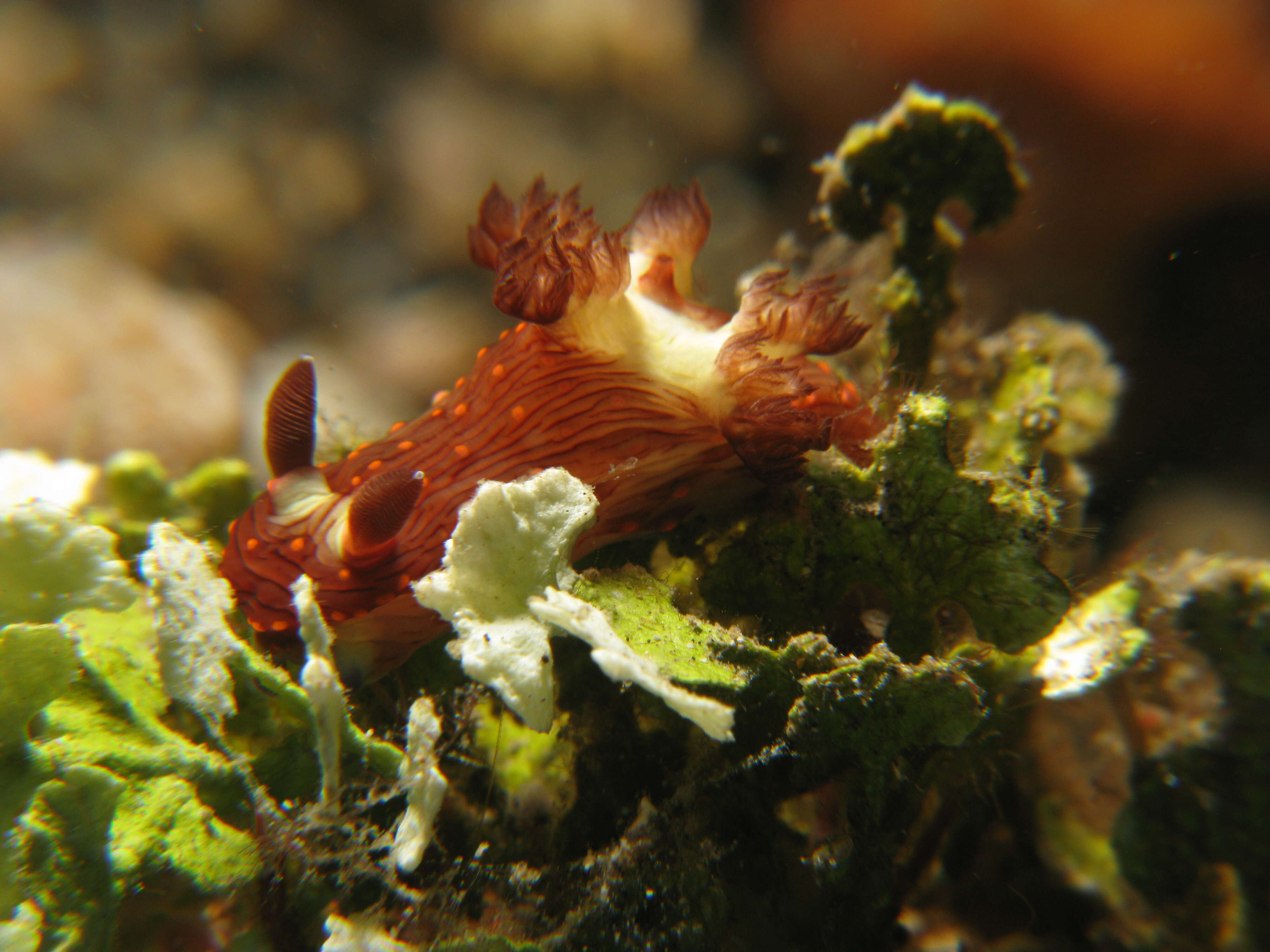 Image of Nembrotha livingstonei Allan 1933