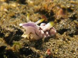 Image of Geometric brown headflapper slug