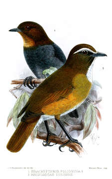 Image of White-browed Jungle Flycatcher