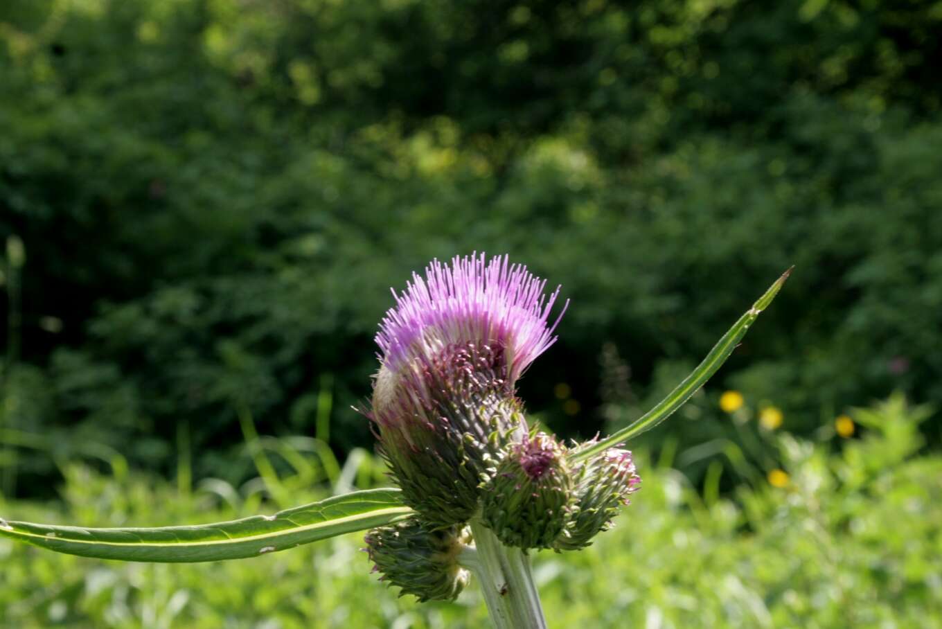 Слика од Cirsium helenioides (L.) Hill