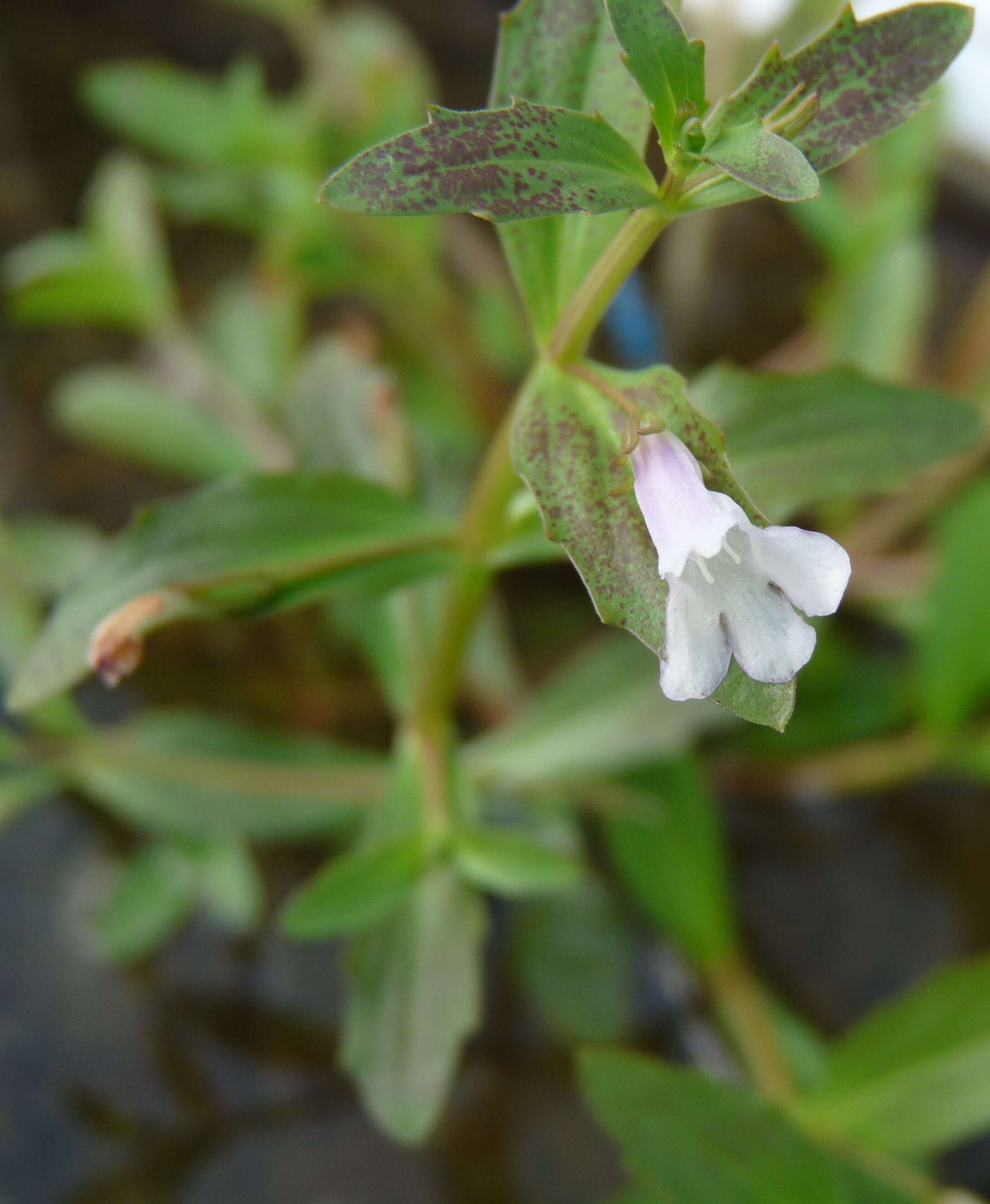 Image de Lindernia dubia (L.) Pennell