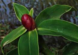 Imagem de Costus chartaceus Maas