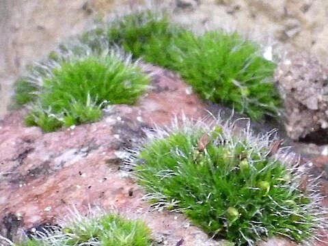 Image of pulvinate dry rock moss