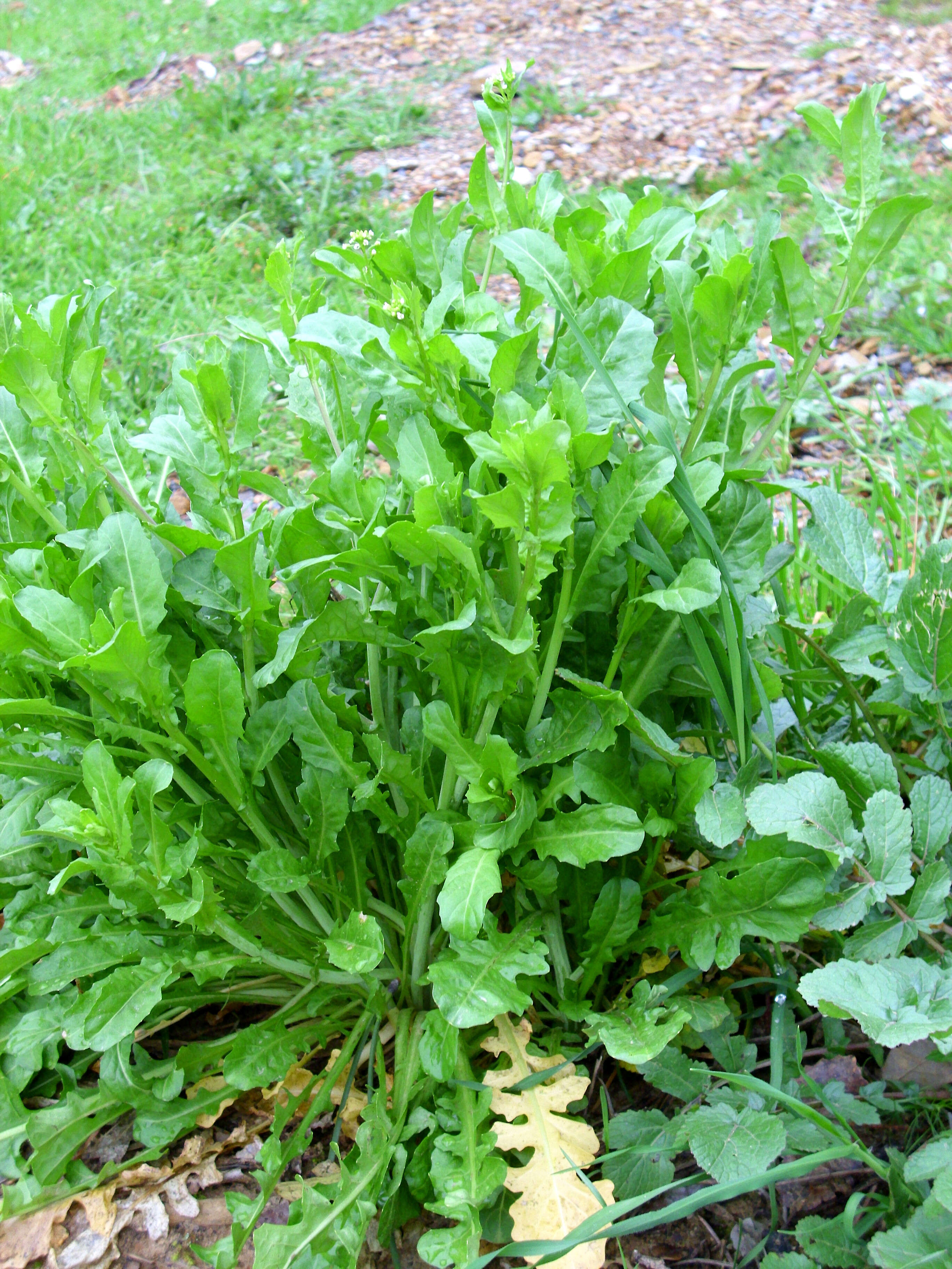 Image of Smith's Pepperwort