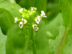 Image of Smith's Pepperwort