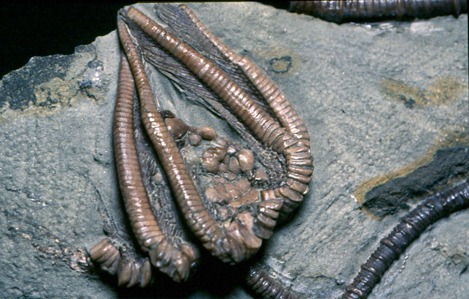 Image of Agaricocrinus americanus