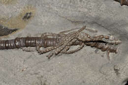 Image of Agaricocrinus americanus