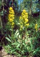 Image of Rocky Mountain goldenrod