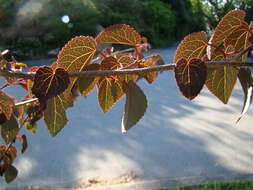 Image of katsura tree family