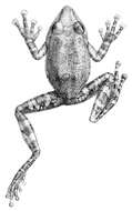 Image of Pseudophilautus fergusonianus (Ahl 1927)