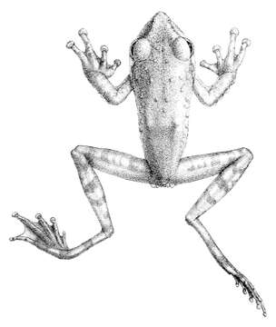 Image de Kurixalus appendiculatus (Günther 1858)