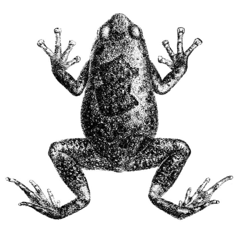 Image of Sri Lanka dot frog