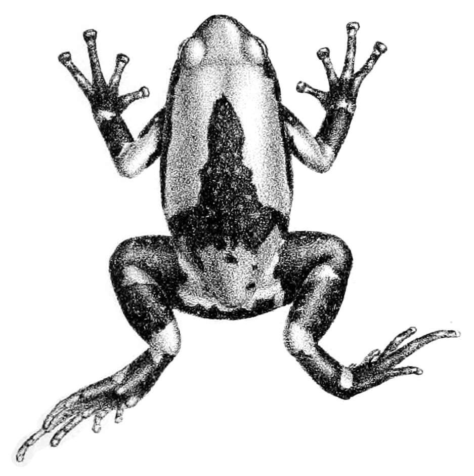 Image of Uperodon triangularis (Günther 1876)