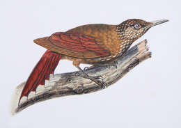 Image of ovenbirds