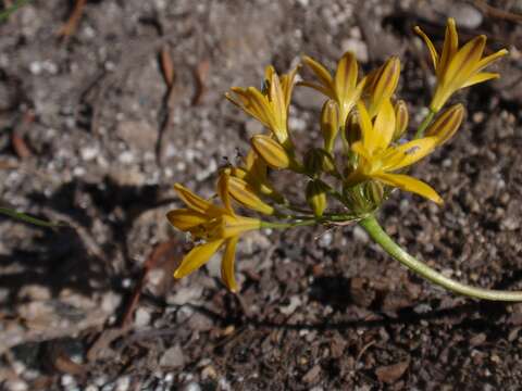 Image of Sierra triteleia