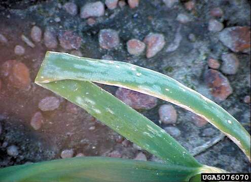 Botryotinia squamosa Vienn.-Bourg. 1953的圖片