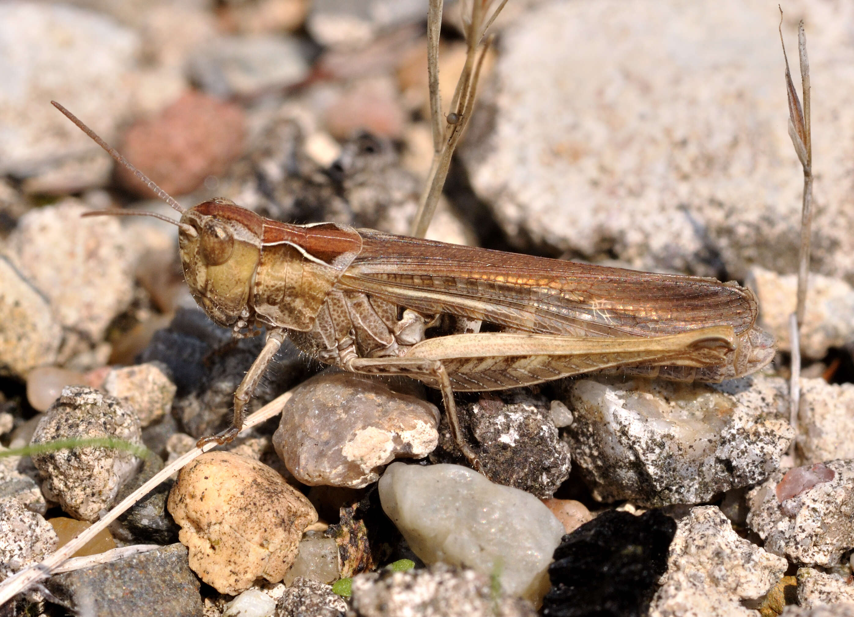 Image de criquet des adrets