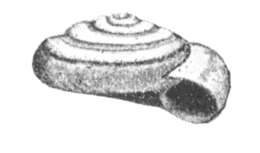 Image of Heath Snail