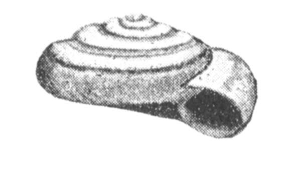 Image of Heath Snail