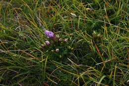 Image of Gentiana pannonica Scop.