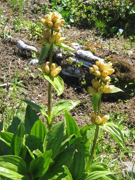 Image of Spotted Gentian