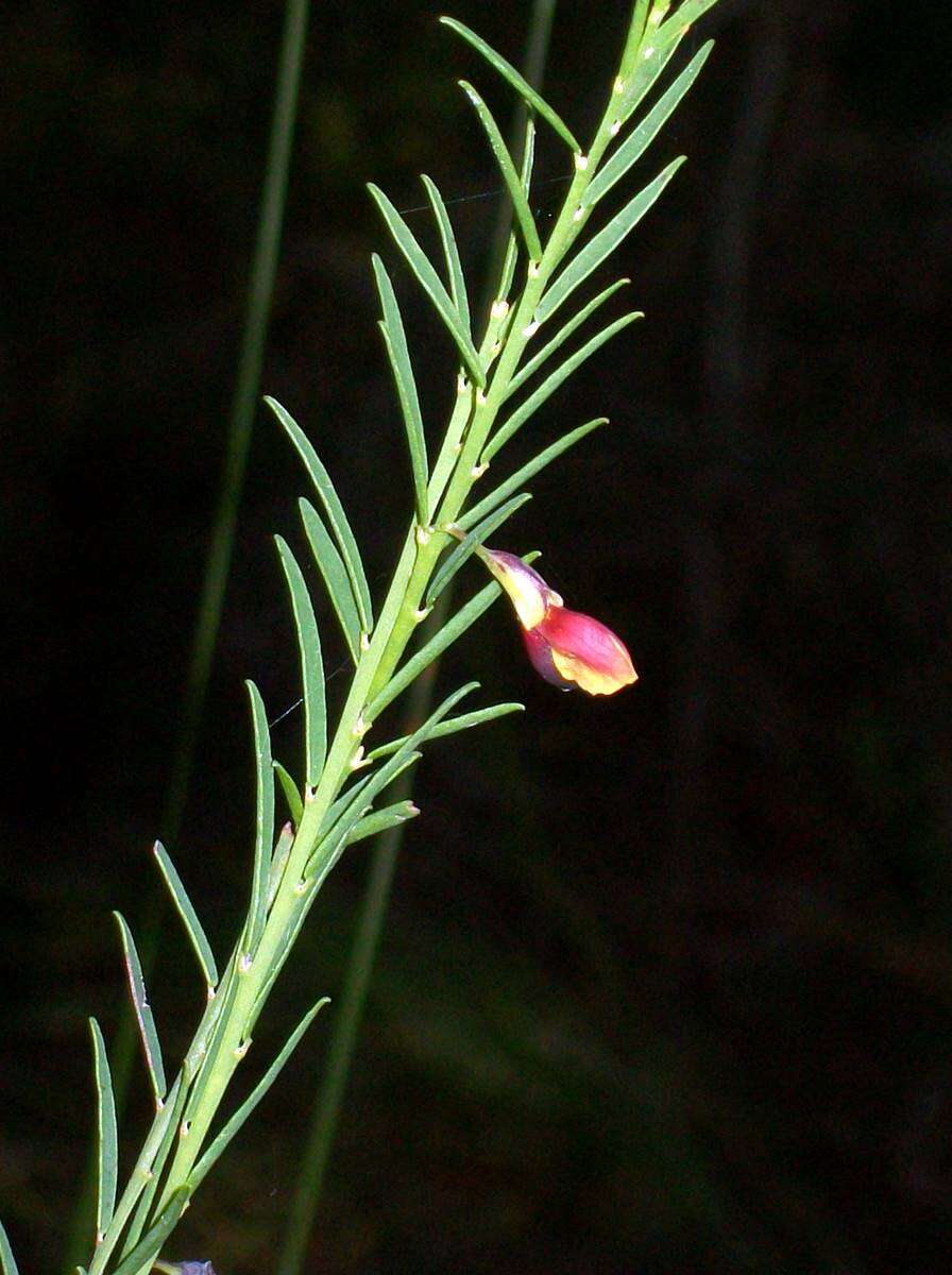 Sivun Bossiaea heterophylla Vent. kuva