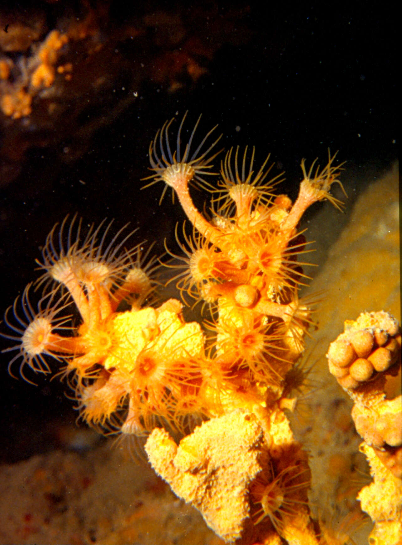 Image of Yellow encrusting anemone