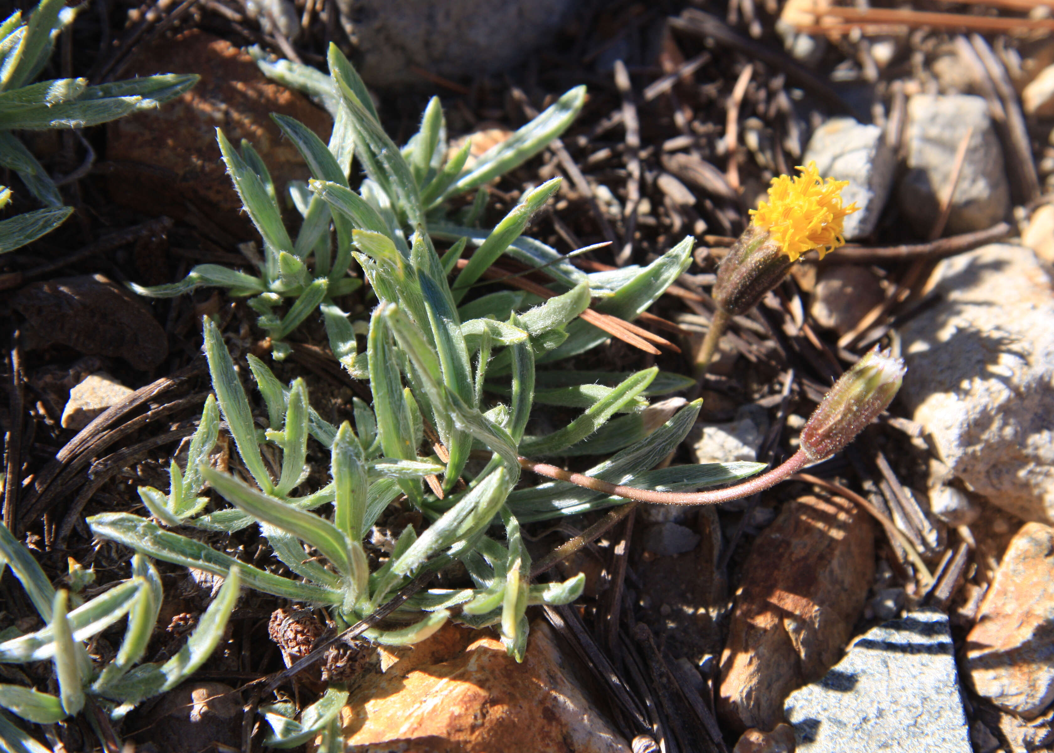 Image of silky raillardella