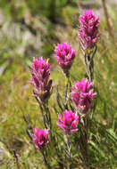 Image of Lemmon's Indian paintbrush