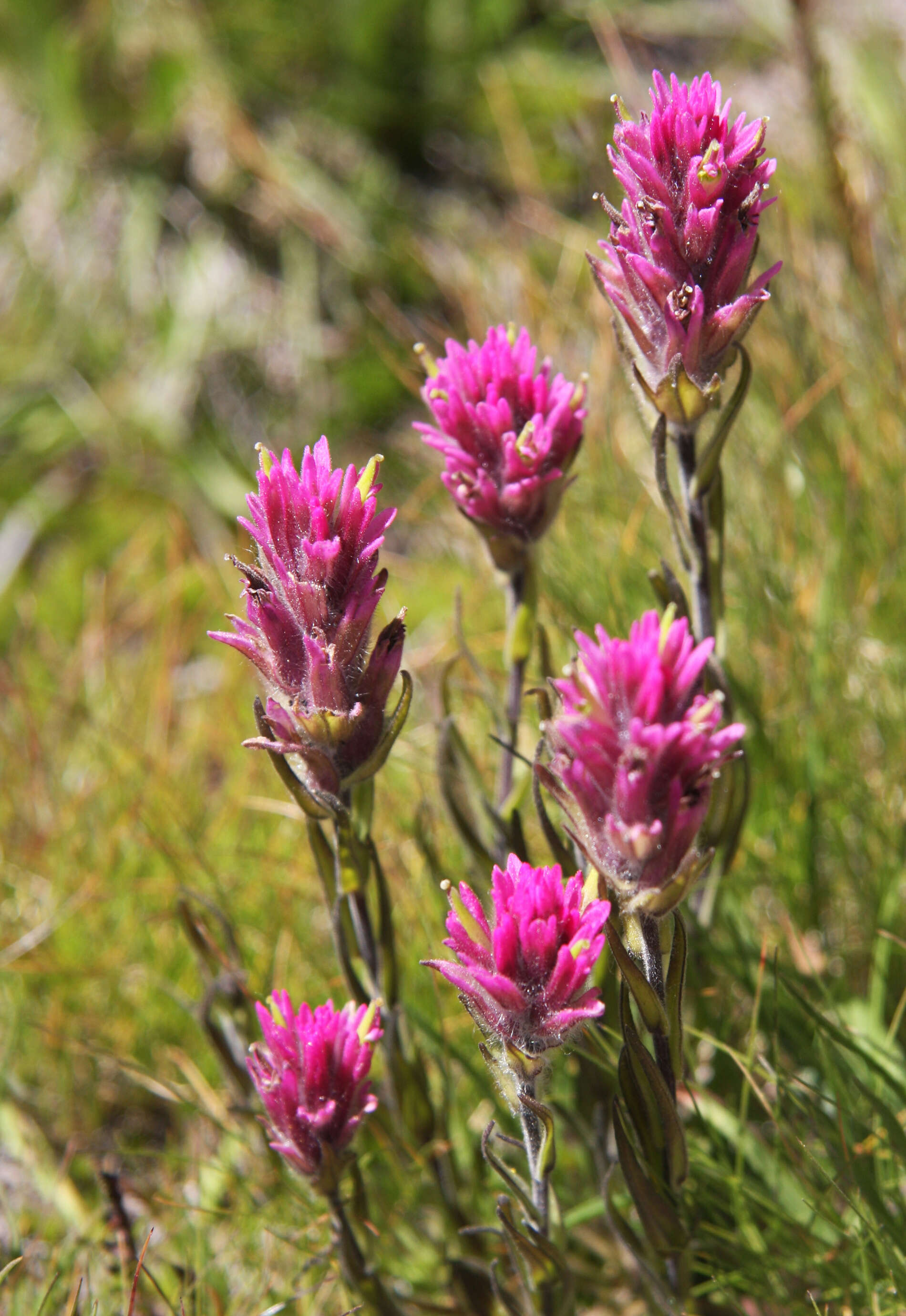 Image of Lemmon's Indian paintbrush