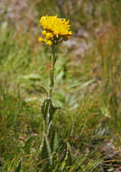 Image of Rocky Mountain goldenrod