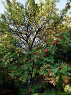 Image of Crataegus coccinea L.