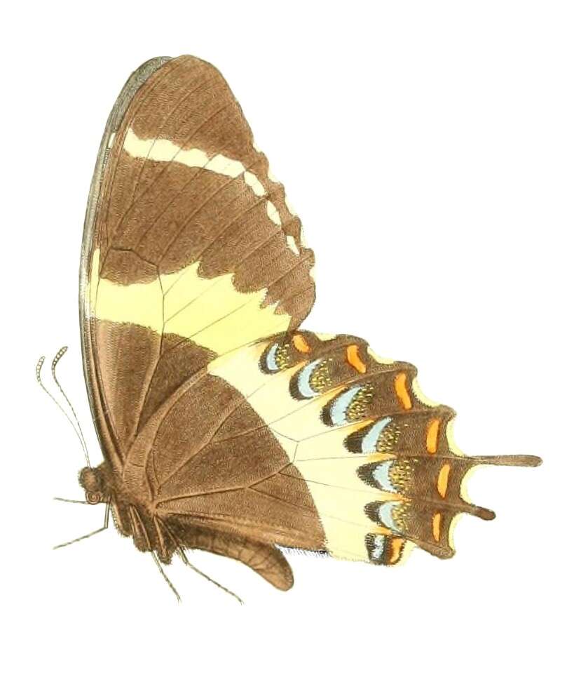 Image of Papilio garamas Geyer 1829