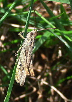 Image de criquet des jachères