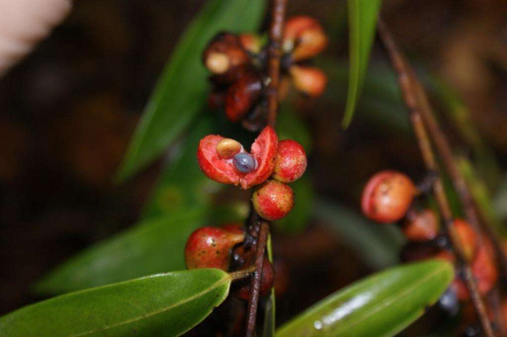 Xylopia sericea A. St.-Hil.的圖片