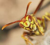 Plancia ëd Polistes exclamans Viereck 1906