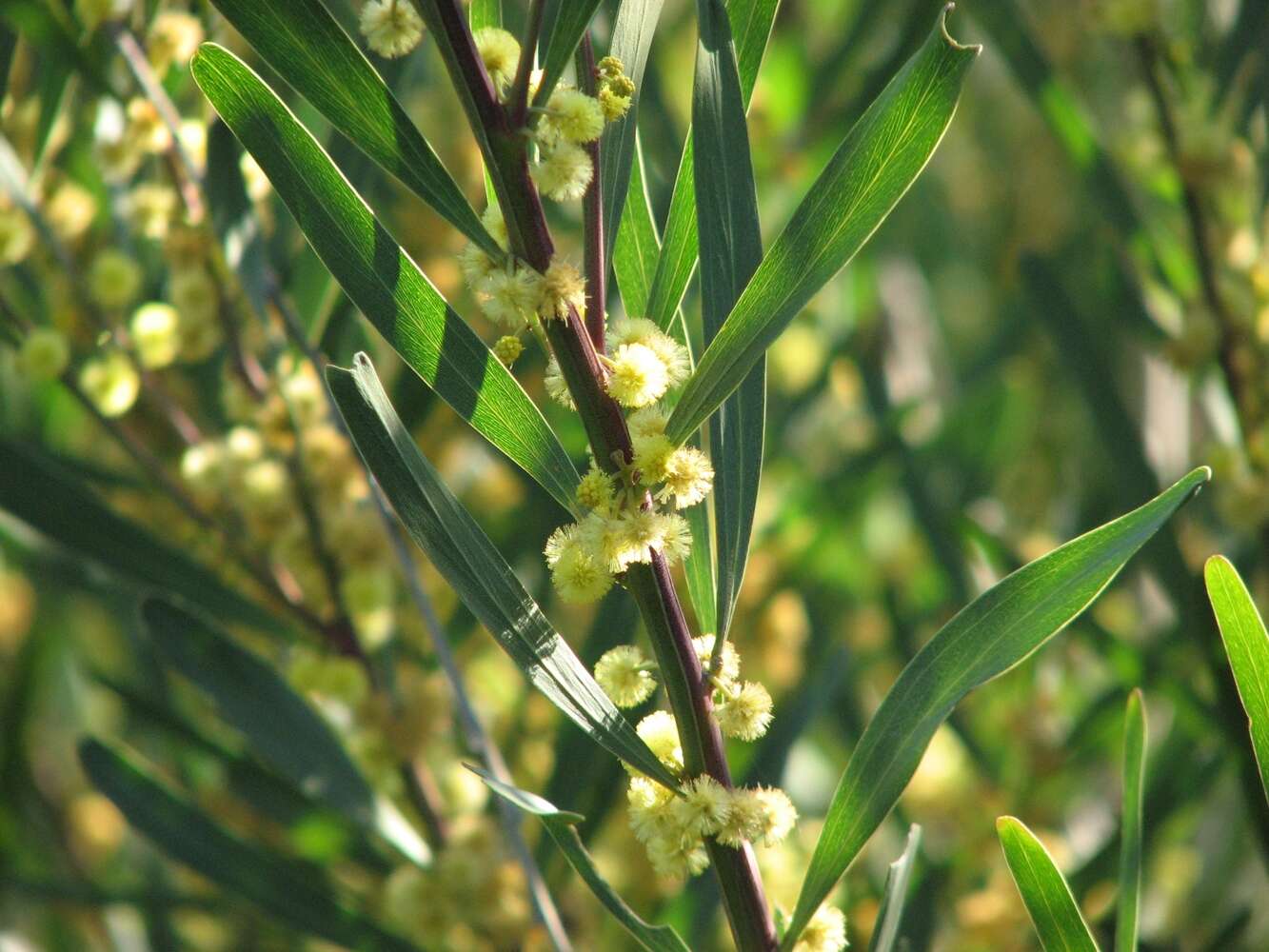 Acacia stricta (Andrews) Willd.的圖片